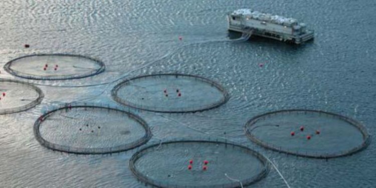 Kinesiske investorer planlægger opkøb af norske lakseopdræt  arkivfoto: havdambrug i Norge - Wikipedia