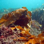 Mere liv under havets overflade med nye stenrev i Lillebælt, Kattegat, og Øresund foto: Miljøministeriet