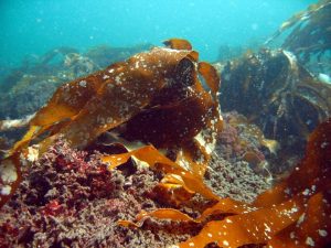 Mere liv under havets overflade med nye stenrev i Lillebælt, Kattegat, og Øresund foto: Miljøministeriet