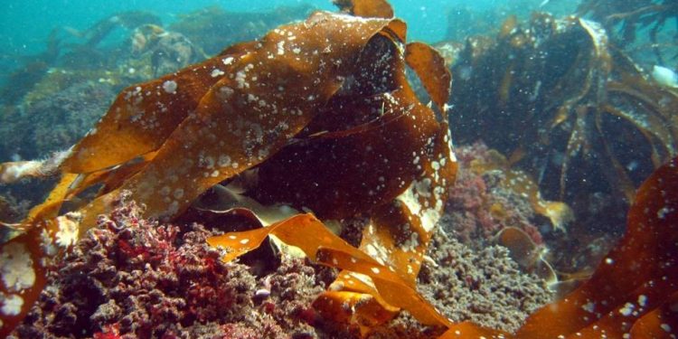Sten-rev giver bedre levevilkår for krebsdyr, fiskeyngel og havets tangskove. foto: Miljøministeriet
