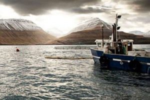 Man kan på Bakkafrost hjemmeside læse at de har fokus på lakseopdræt, som en bæredygtig løsning på de globale udfordringer med at skaffe nok protein til en stigende befolkning. foto: Bakkafrost