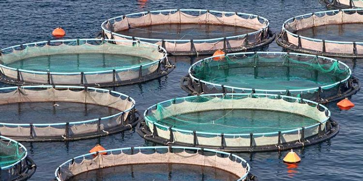 NEXØ: Fiskebestand generes ikke af havdambrug. Arkivfoto