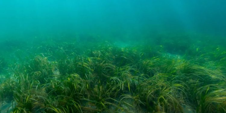 Hav-græs kan bidrage til klimaforandringer på grund af dårligt havmiljø snapshot Videnskab.dk