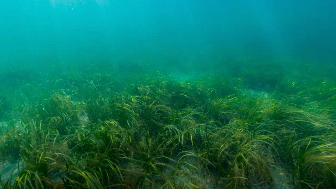 Read more about the article Hav-græs kan bidrage til klimaforandringer på grund af dårligt havmiljø