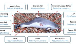 De indsamlede dyr bruges også til mange andre undersøgelser, som vist her. foto: mst.dk