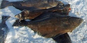 Der er ingen tvivl om, at hellefisken er en ægte delikatesse og yderst værdsat fiskeart, der hører til blandt de fede fisketyper, der fiskes omkring Færøerne. foto: NaturGL