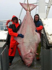 Kæmpe Helleflynder i trawlet . ”Det er ikke hverdag vi får sådan en krabat i trawlet”