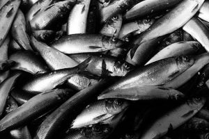 Ny forskning fra Storbritannien viser, at det kan gavne både sundheden og klimaet at spise lokalt fanget fisk. Den samme konklusion kunne drages i Danmark, hvor store mængder af vores fisk, som sild, makrel og rødspætter, eksporteres, mens vi selv spiser importerede arter som tun og laks. foto: Fiskerforum.dk