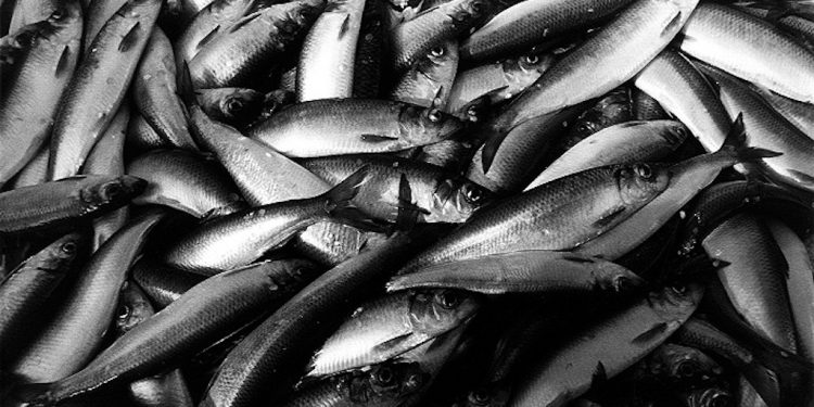 Ny forskning fra Storbritannien viser, at det kan gavne både sundheden og klimaet at spise lokalt fanget fisk. Den samme konklusion kunne drages i Danmark, hvor store mængder af vores fisk, som sild, makrel og rødspætter, eksporteres, mens vi selv spiser importerede arter som tun og laks. foto: Fiskerforum.dk