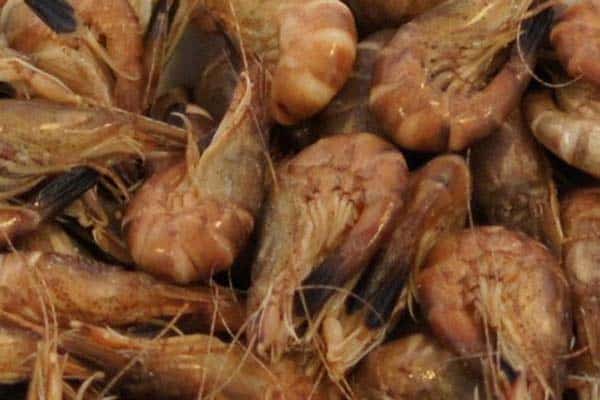Read more about the article Bon appetit – Crangon crangon