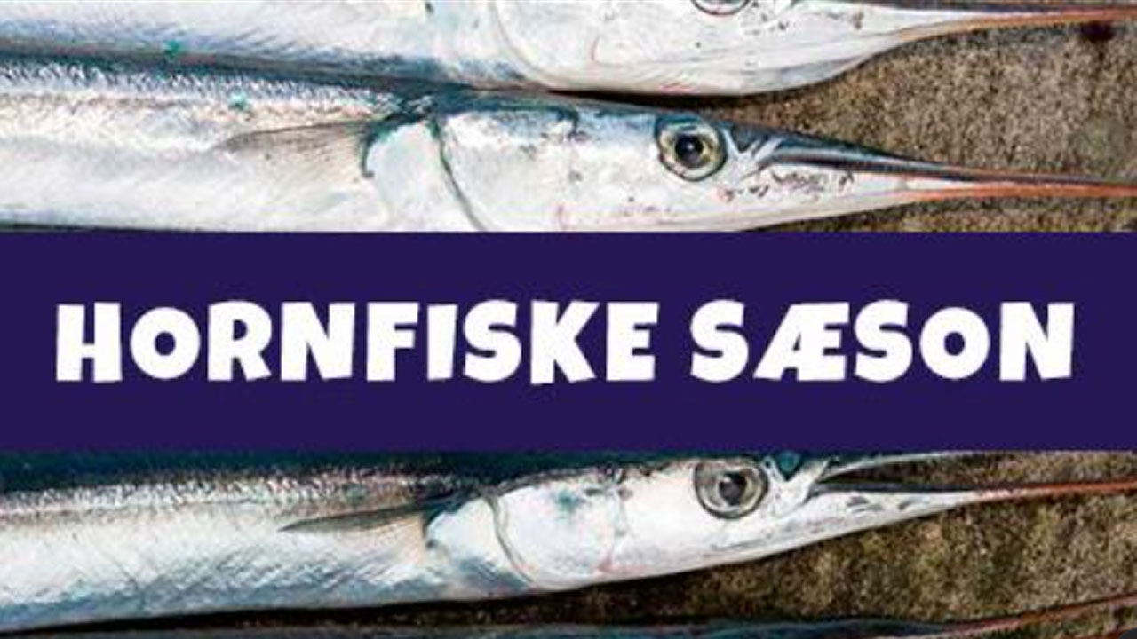 Read more about the article Rekreativt Fiskeri: Det skal man huske, når man fisker efter hornfisk