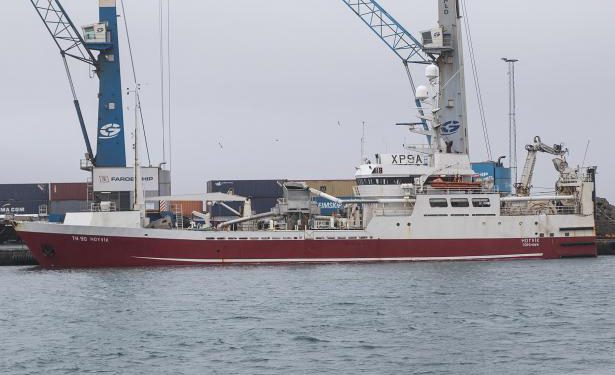 I Fuglefjord landede den færøske trawler Hoyvík i sidste uge en last på 800 tons blåhvilling til Havsbrún - foto: Sverri Egholm
