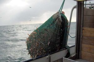 Lav vandtemperatur i Kattegat har været dyrt for hummerfiskerne.   Foto Brian V