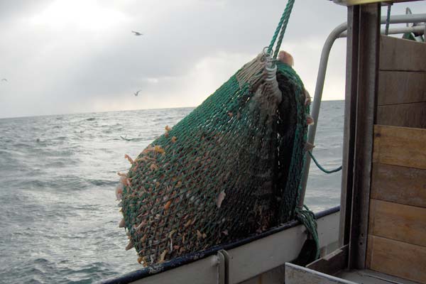 Read more about the article Lav vandtemperatur i Kattegat har været dyrt for hummerfiskerne.