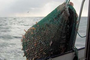 Dansk og svensk samarbejde om MSC`s vurdering af Jomfruhummerfiskeriet.  Arkivfoto: Hummerfiskeri - FiskerForum