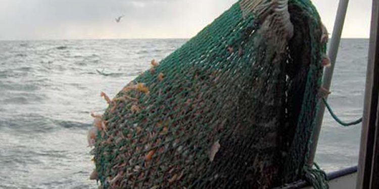 Dansk og svensk samarbejde om MSC`s vurdering af Jomfruhummerfiskeriet.  Arkivfoto: Hummerfiskeri - FiskerForum