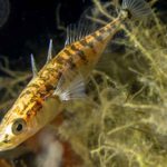 Selv moderat iltsvind tvinger fisk væk fra skjul og føde, mens den invasive dræbergople næsten upåvirket fortsætter med at æde plankton, hvilket forstyrrer økosystemets balance og kan forværre algeopblomstringer i danske kystfarvande. foto Aarsdale - Fiskepleje - DTU