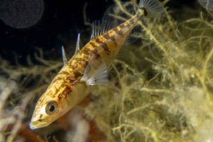 Selv moderat iltsvind tvinger fisk væk fra skjul og føde, mens den invasive dræbergople næsten upåvirket fortsætter med at æde plankton, hvilket forstyrrer økosystemets balance og kan forværre algeopblomstringer i danske kystfarvande. foto Aarsdale - Fiskepleje - DTU