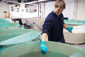h.d.-studerende Magnus Højen Husen fodrer torskene, som går i tanke i den eksperimentelle facilitet for fiskebiologi hos DTU Aqua i Lyngby. Foto af Sune Riis Sørensen.