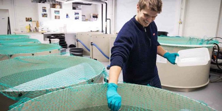 h.d.-studerende Magnus Højen Husen fodrer torskene, som går i tanke i den eksperimentelle facilitet for fiskebiologi hos DTU Aqua i Lyngby. Foto af Sune Riis Sørensen.