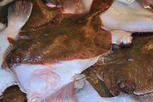 Ansøgning om fiskeri af fladfisk i Tyskland er nu åben