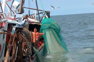 Industrifiskeri   Foto: fiskeriets Arbejdsmiljøråd