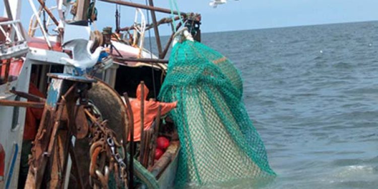 Industrifiskeri   Foto: fiskeriets Arbejdsmiljøråd