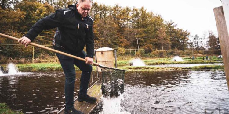 Jens Sillas Jensen er her selv i gang med at kontrollere og prøveveje fisk - foto: vbf