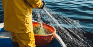 Fiskeafgiftsfonden har åbnet for ansøgninger til 2027, hvor omkring 13-14 millioner kroner forventes fordelt til projekter, der kan styrke og udvikle dansk fiskeri. Uddannelse får den største øremærkede pulje, men der er også penge til blandt andet rådgivning, selektive fiskerier, viden om fiskebestande og fiskeriets samspil med havmiljøet. Ansøgningsfristen er 1. september 2026. foto: fiskerforum.dk AI