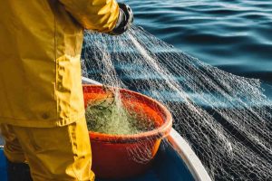 Fiskeafgiftsfonden har åbnet for ansøgninger til 2027, hvor omkring 13-14 millioner kroner forventes fordelt til projekter, der kan styrke og udvikle dansk fiskeri. Uddannelse får den største øremærkede pulje, men der er også penge til blandt andet rådgivning, selektive fiskerier, viden om fiskebestande og fiskeriets samspil med havmiljøet. Ansøgningsfristen er 1. september 2026. foto: fiskerforum.dk AI