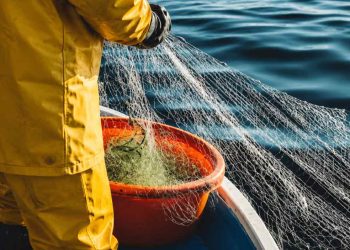 Fiskeafgiftsfonden har åbnet for ansøgninger til 2027, hvor omkring 13-14 millioner kroner forventes fordelt til projekter, der kan styrke og udvikle dansk fiskeri. Uddannelse får den største øremærkede pulje, men der er også penge til blandt andet rådgivning, selektive fiskerier, viden om fiskebestande og fiskeriets samspil med havmiljøet. Ansøgningsfristen er 1. september 2026. foto: fiskerforum.dk AI