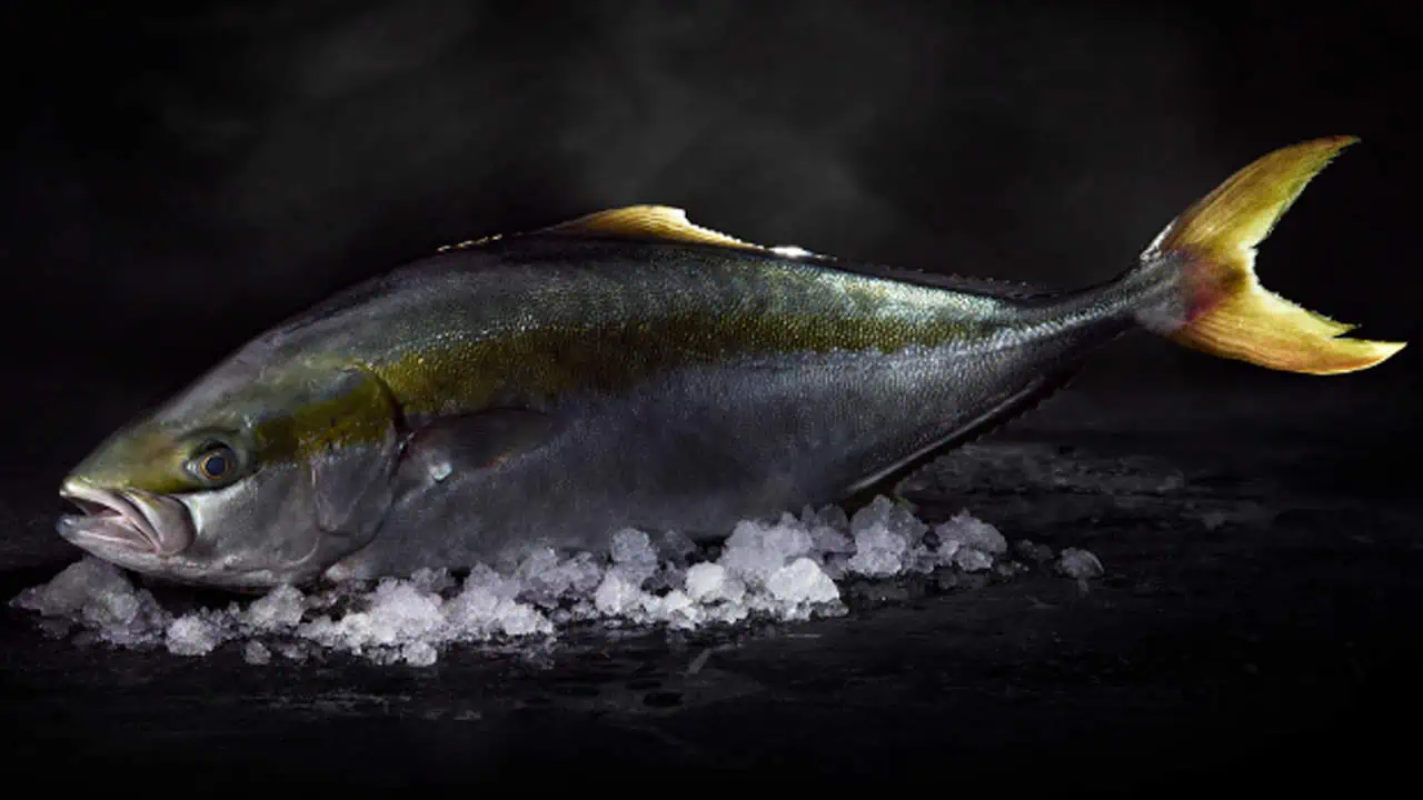 Read more about the article Nordic Kingfish Hanstholm er i rivende udvikling