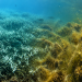klimaændringer præger havmiljøet - fiskerforum.dk AI