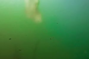 Video: Urenset kloakvand udledt direkte i Limfjorden foto: Rent Hav