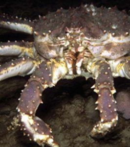 Krabbe blandt 10 værste invasive arter i Danmark.  foto: Invasiv art kongekrabben - Naturstyrelsen
