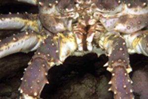 Krabbe blandt 10 værste invasive arter i Danmark.  foto: Invasiv art kongekrabben - Naturstyrelsen