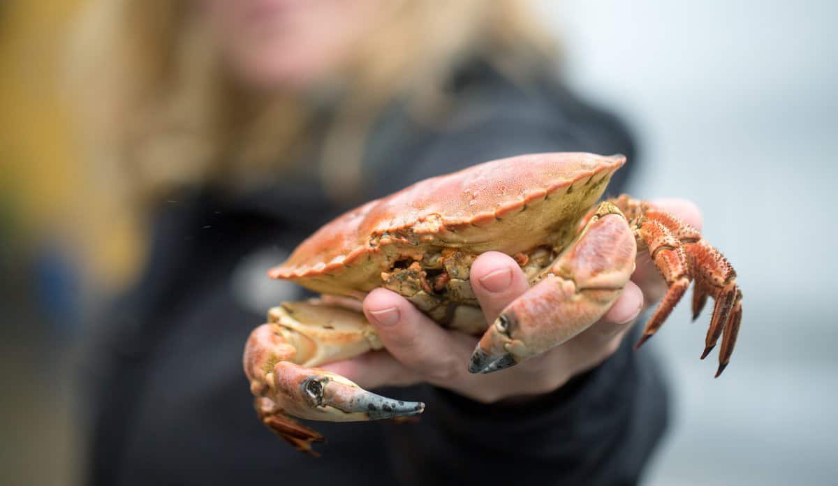 Read more about the article Første norske krabbe-togt har givet større viden om bestanden