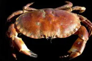 EU-reglen for max 75 kg krabbekløer - er simpelthen en ommer. foto: wikip