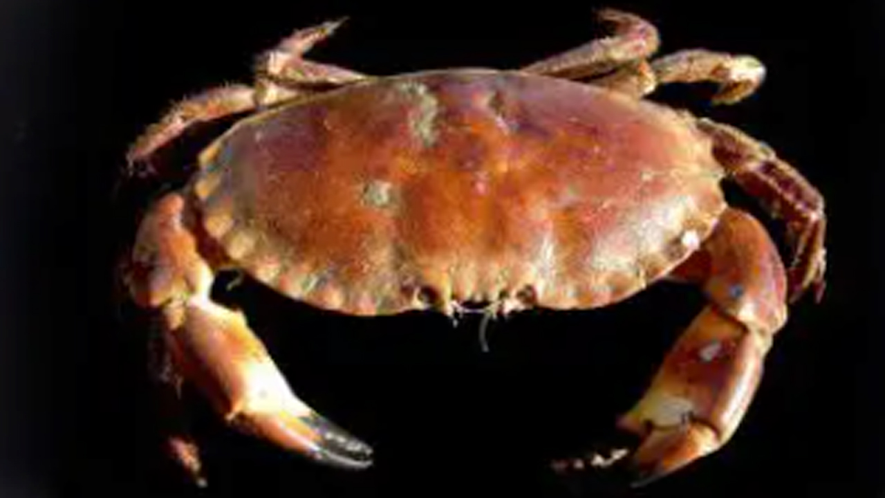 Read more about the article EU-reglen for max 75 kg krabbekløer –  er simpelthen en ommer