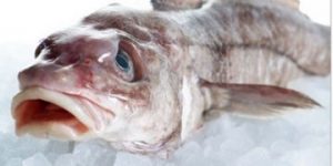 Kuller er en sund og for tiden ekstra billig dansk spisefisk, det ses ud at de landinger der er foretaget på blandt andet Danske Fiskeauktioner tirsdag den 16. juli, hvor prisen på en fire kuller er nede på 1,00 Dkr pr kg i snit og hvor en tilsvarende torsk ligger på en gennemsnitspris pr. kilo på Dkr. 44,78 - pokker til forskel. foto: 2GangeOmUgen