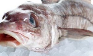 Kuller er en sund og for tiden ekstra billig dansk spisefisk, det ses ud at de landinger der er foretaget på blandt andet Danske Fiskeauktioner tirsdag den 16. juli, hvor prisen på en fire kuller er nede på 1,00 Dkr pr kg i snit og hvor en tilsvarende torsk ligger på en gennemsnitspris pr. kilo på Dkr. 44,78 - pokker til forskel. foto: 2GangeOmUgen