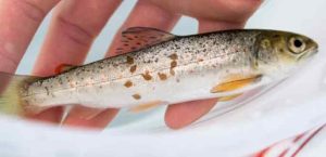 Et varmere havmiljø skaber også bedre betingelser for lakselus. Rapporten peger på, at højere temperaturer vil føre til øget produktion af lus, hurtigere livscyklus og større smittespredning. foto: Hi.No