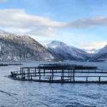 lakseopdræt i de norske fjorde - VBF