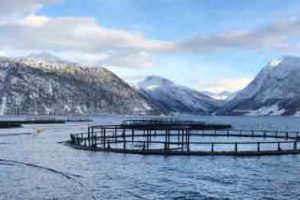 lakseopdræt i de norske fjorde - VBF