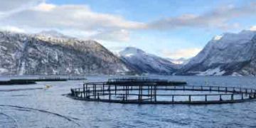 lakseopdræt i de norske fjorde - VBF