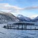 lakseopdræt i de norske fjorde - VBF