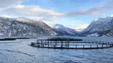 lakseopdræt i de norske fjorde - VBF