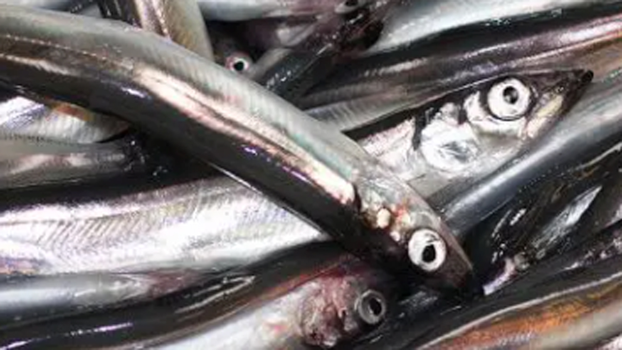 Read more about the article Færøerne: Lodde og hav-galt landes til de færøske fiskeindustrier