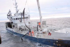Norge åbner trawlfrit område.  Modeltoto - Andreas M