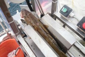 Ny og innovativ fiskeskæremaskine kan opleves på DanFish 2017